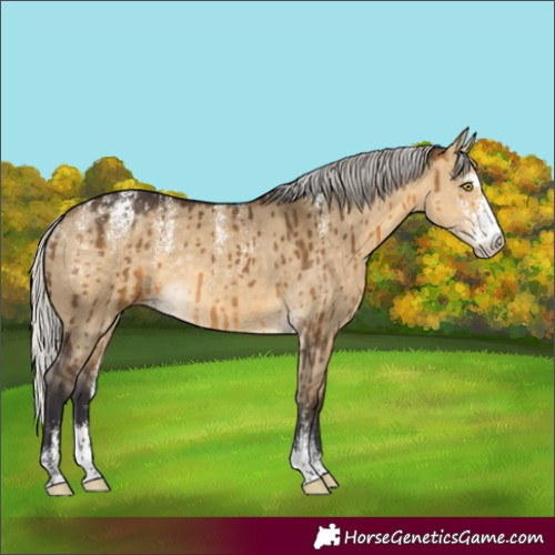 Horse Color:Powder White Silver Buckskin Dun Sabino Brindle 