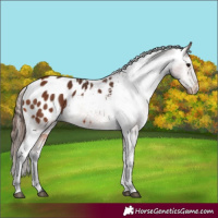 Horse Color:Bay Appaloosa 