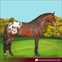 Horse Color:Bay Appaloosa 