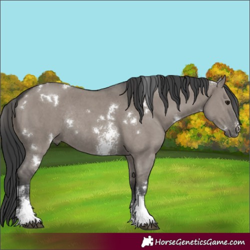 Horse Color:White Spotted Grullo Sabino Rabicano 