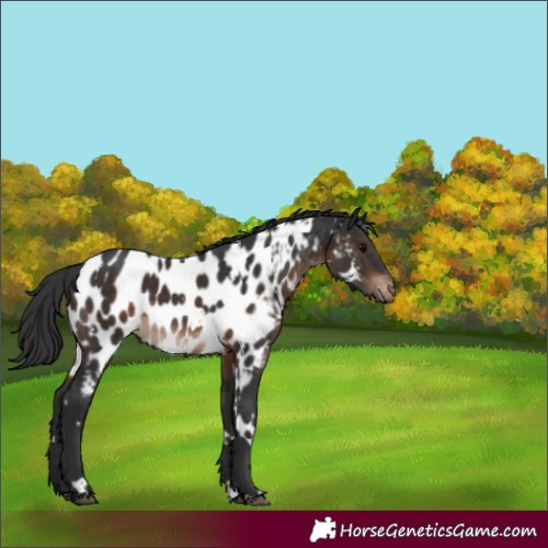 Horse Color:White Spotted Brown Appaloosa 