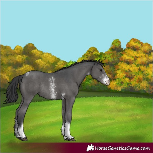 Horse Color:Black Sabino Tobiano Rabicano 