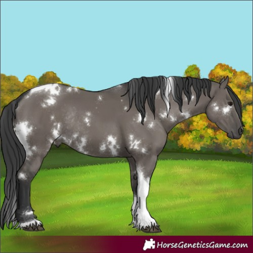 Horse Color:White Spotted Grullo Tobiano Rabicano 