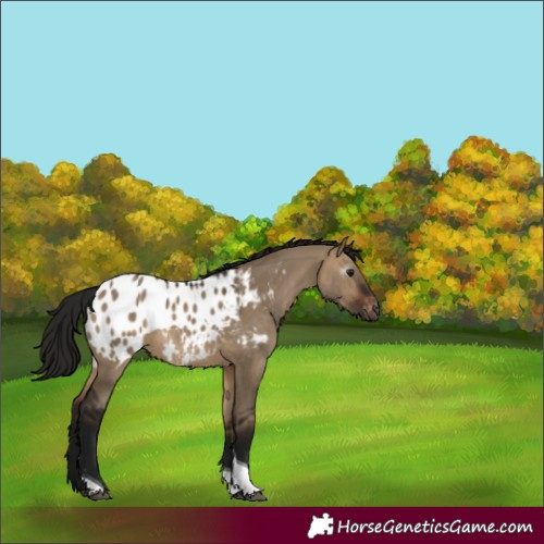 Horse Color:Gray Bay Dun Tobiano Blanket Rabicano 