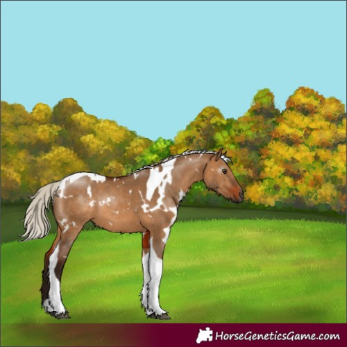 Horse Color:Gray White Spotted Silver Bay Dun Tobiano Rabicano 