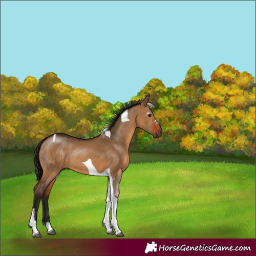 Horse Color:Gray Bay Dun Tobiano Rabicano 