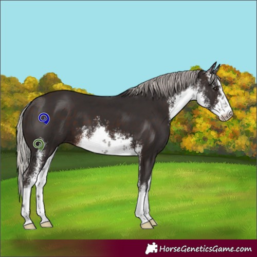 Horse Color:White Spotted Silver Brown