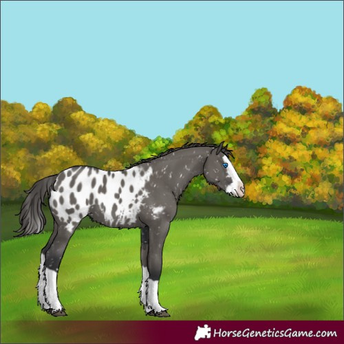 Horse Color:Grullo Splash Appaloosa 