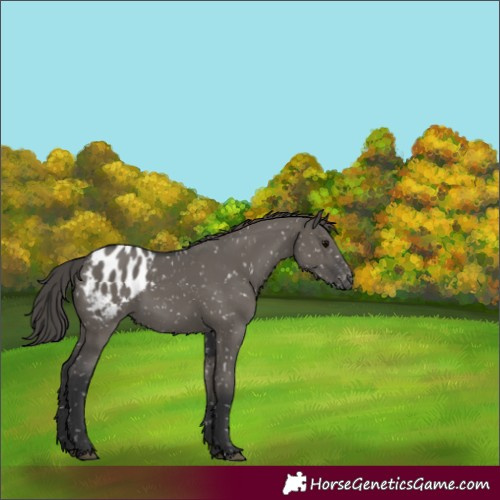 Horse Color:Grullo Appaloosa 