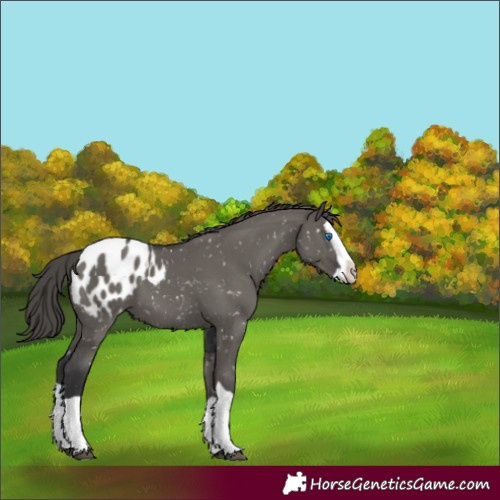 Horse Color:Grullo Splash Appaloosa 