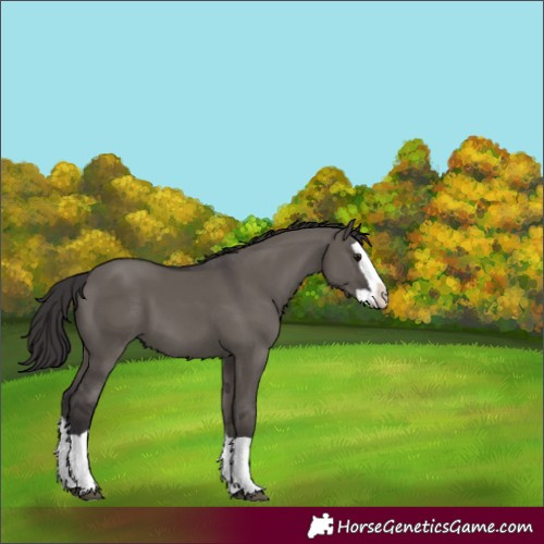 Horse Color:Smoky Grullo Splash 