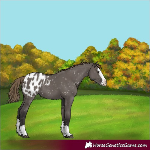 Horse Color:Smoky Grullo Splash Blanket 