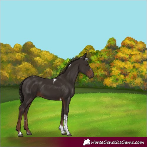 Horse Color:Liver Chestnut Tobiano 