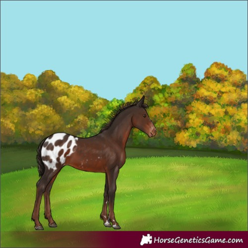 Horse Color:Liver Chestnut Appaloosa 