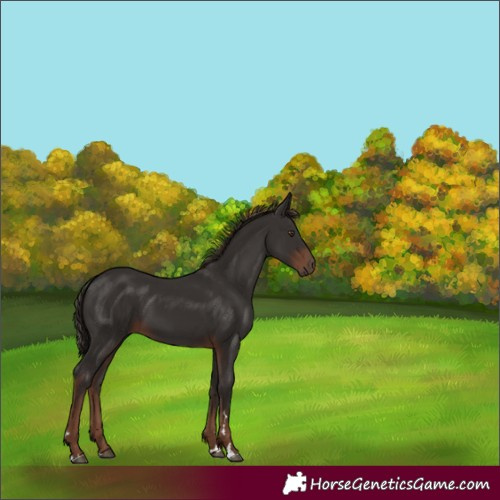 Horse Color:Liver Chestnut 