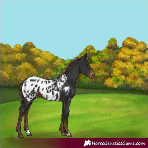 Horse Color:Liver Chestnut Appaloosa 