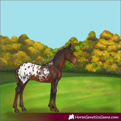 Horse Color:Liver Chestnut Appaloosa 