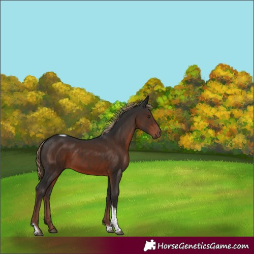 Horse Color:Liver Chestnut Tobiano 