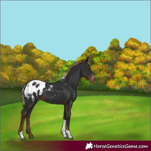Horse Color:Liver Chestnut Tobiano Appaloosa 