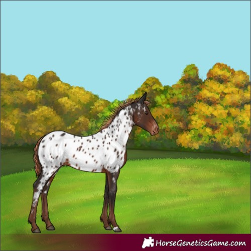 Horse Color:Liver Chestnut Near Leopard 
