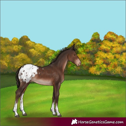 Horse Color:White Spotted Liver Chestnut Appaloosa 