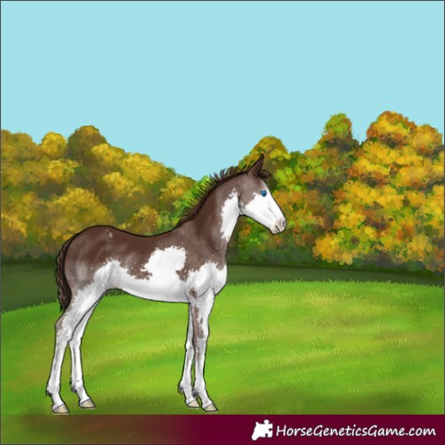 Horse Color:Liver Chestnut Splash Appaloosa 