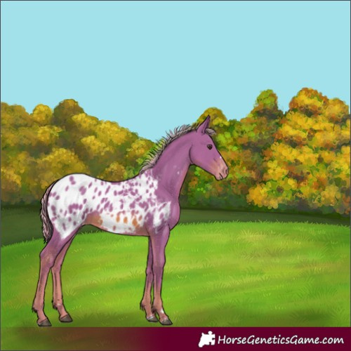Horse Color:Watercolor Chestnut Appaloosa 