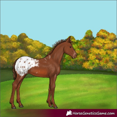 Horse Color:Chestnut Appaloosa 