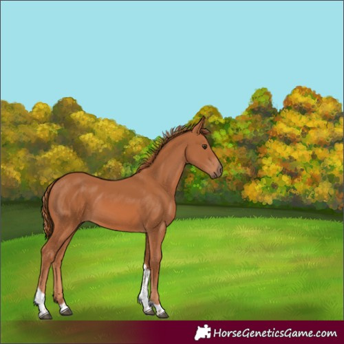 Horse Color:Chestnut Tobiano 