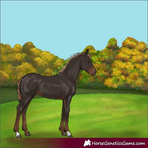 Horse Color:Liver Chestnut 
