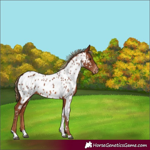 Horse Color:Chestnut Tobiano Near Leopard 