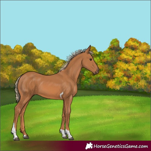 Horse Color:Chestnut Tobiano 
