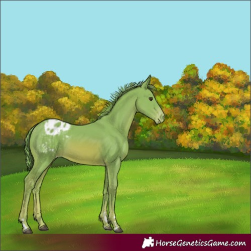 Horse Color:Watercolor Chestnut Appaloosa 