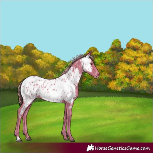 Horse Color:Watercolor Chestnut Near Leopard 