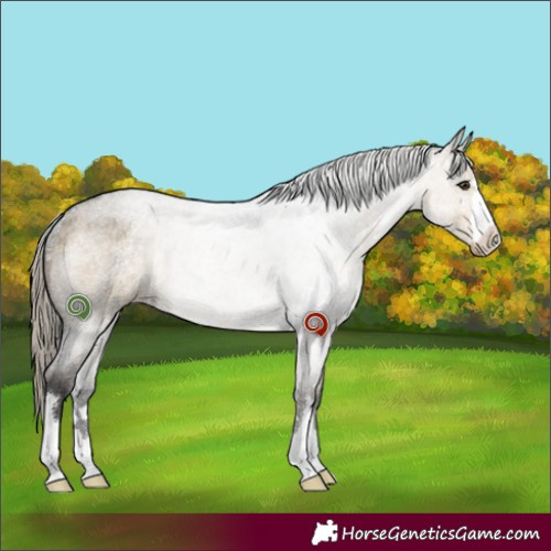 Horse Color:Silver Buckskin Roan Dun Rabicano 