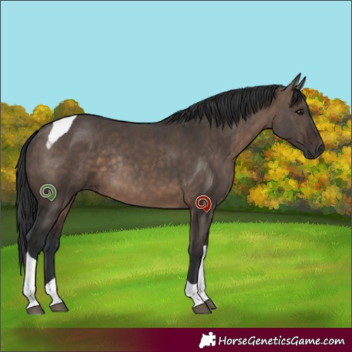 Horse Color:Brown Dun Tobiano Rabicano 