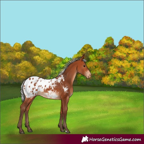 Horse Color:Silver Bay Appaloosa 