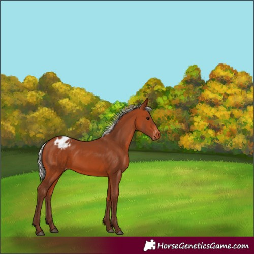 Horse Color:Silver Bay Appaloosa 