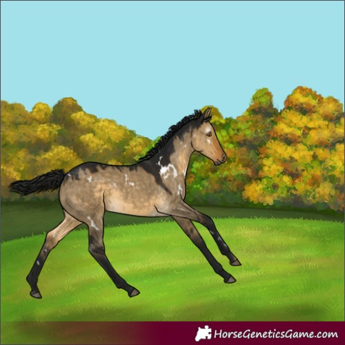 Horse Color:Gray White Spotted Buckskin Dun 