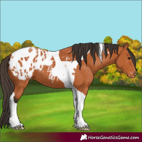 Horse Color:Bay Tobiano Appaloosa 