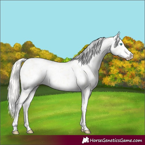 Horse Color:Cremello Tobiano Snowflake Varnish