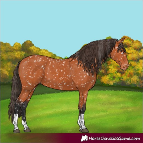Horse Color:Bay Tobiano Snowflake Varnish