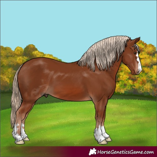 Horse Color:Chestnut 