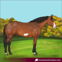 Horse Color:Bay Frame 