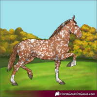 Horse Color:Chestnut Tobiano Appaloosa