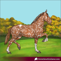 Horse Color:Chestnut Tobiano Appaloosa 