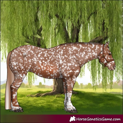 Horse Color:Chestnut Tobiano Snowflake Varnish
