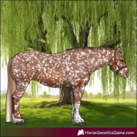 Horse Color:Chestnut Tobiano Snowflake Varnish