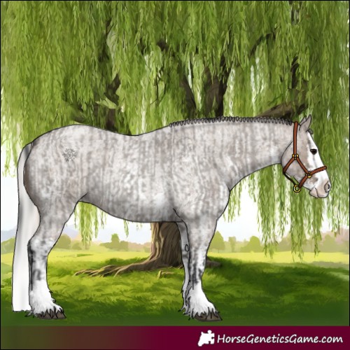 Horse Color:Grullo Roan Sabino Splash and Silver Grullo Roan Sabino Splash