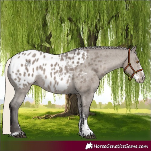 Horse Color:Silver Smoky Grullo Sabino Appaloosa